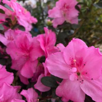 Comprar o produto de Azaleia em Floriculturas em Botucatu, SP por Solutudo