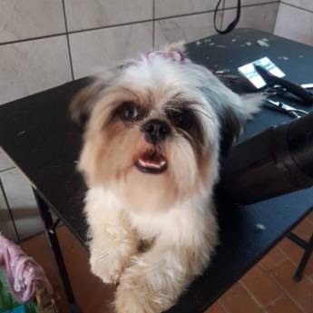 Comprar o produto de Banho e Tosa em Pet Shop em Mineiros, GO por Solutudo