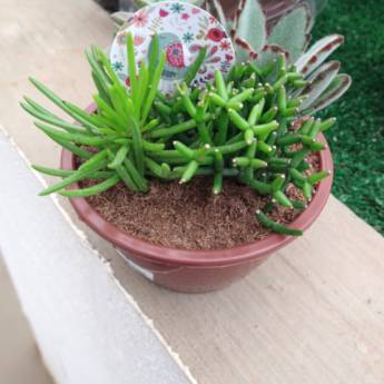 Comprar o produto de coquetel de suculentas  em A Classificar pela empresa Botucatu Garden em Botucatu, SP por Solutudo