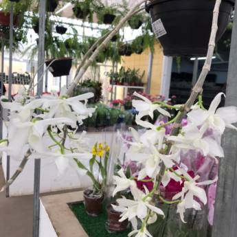 Comprar o produto de Orquídea Dendrobium Anosmum em Floriculturas em Botucatu, SP por Solutudo