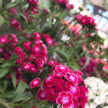 Comprar o produto de Dianthus  em Floriculturas em Botucatu, SP por Solutudo