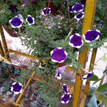 Comprar o produto de Petúnia Night Sky  em A Classificar em Botucatu, SP por Solutudo