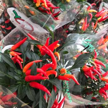 Comprar o produto de Pimenta  em Floriculturas pela empresa Botucatu Garden em Botucatu, SP por Solutudo