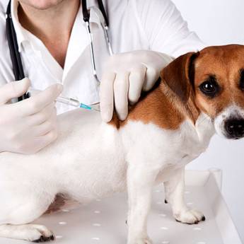 Comprar o produto de Vacinas para cães em Veterinário em Americana, SP por Solutudo