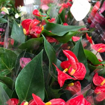 Comprar o produto de Antúrio  em Floriculturas pela empresa Botucatu Garden em Botucatu, SP por Solutudo