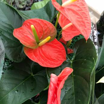 Comprar o produto de Antúrio  em Floriculturas em Botucatu, SP por Solutudo