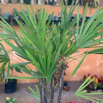 Comprar o produto de Planta Palmeira-Ráfia em Plantas pela empresa JR Gramas & Paisagismo em Americana, SP por Solutudo