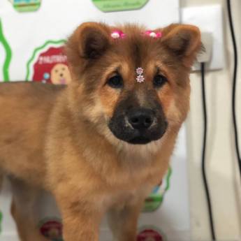 Comprar o produto de Banho e Tosa em Pet Shop em Mineiros, GO por Solutudo