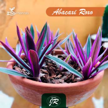 Comprar o produto de Planta Abacaxi Roxo  em Plantas pela empresa JR Gramas & Paisagismo em Americana, SP por Solutudo