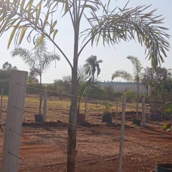 Comprar o produto de Palmeiras de Qualidade – Souza Jardinagem em Santa Cruz do Rio Pardo em Jardinagem em Santa Cruz do Rio Pardo, SP por Solutudo