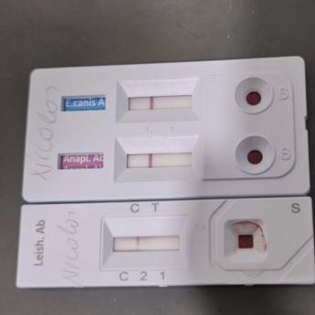 Comprar o produto de Testes Rápidos em Três Lagoas – Diagnóstico Imediato em Clínicas Veterinárias em Três Lagoas, MS por Solutudo