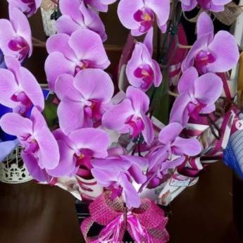 Comprar o produto de Phalaenopsis aphrodite em A Classificar em Botucatu, SP por Solutudo
