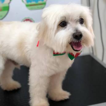 Comprar o produto de Banho e Tosa em Pet Shop em Mineiros, GO por Solutudo