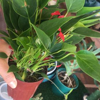 Comprar o produto de Mini Antúrios em Decoração - Objeto para Decoração em Americana, SP por Solutudo