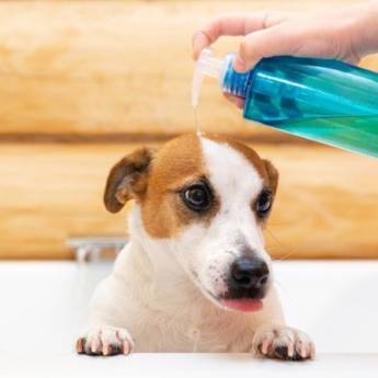 Comprar o produto de Shampoo para Cachorro em Higiene e Limpeza em Bom Jesus dos Perdões, SP por Solutudo