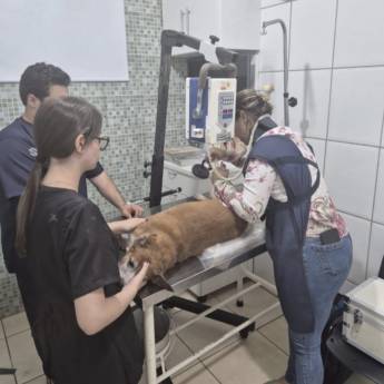 Comprar o produto de Raio-X Veterinário em Três Lagoas – Diagnóstico Confiável em Clínicas Veterinárias em Três Lagoas, MS por Solutudo