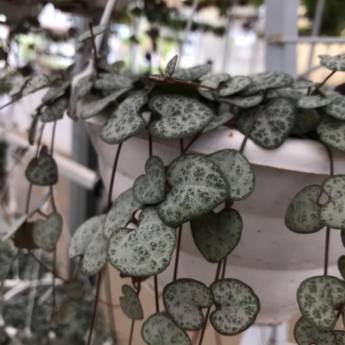 Comprar o produto de Coração-emaranhado em Floriculturas pela empresa Botucatu Garden em Botucatu, SP por Solutudo