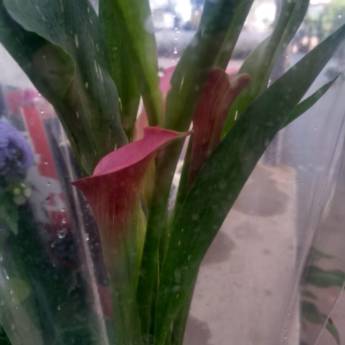 Comprar o produto de Calla  em A Classificar em Botucatu, SP por Solutudo