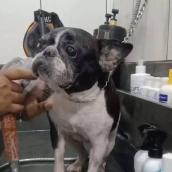 Comprar o produto de Banho Terapêutico e Estético em Três Lagoas – Pets em Clínicas Veterinárias em Três Lagoas, MS por Solutudo