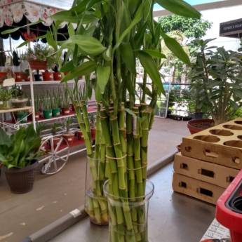 Comprar o produto de Bambu da Sorte em A Classificar pela empresa Botucatu Garden em Botucatu, SP por Solutudo