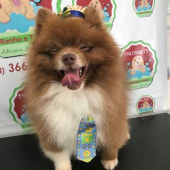 Comprar o produto de Banho e Tosa em Pet Shop em Mineiros, GO por Solutudo