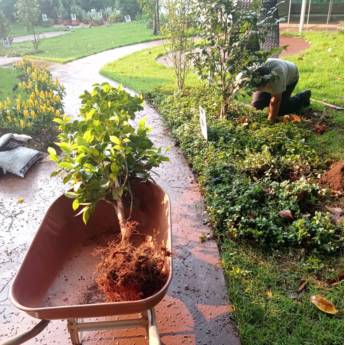 Comprar o produto de paisagismo de jardim em Jardinagem em Foz do Iguaçu, PR por Solutudo