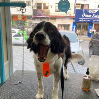 Comprar o produto de Banho e Tosa! – Pet Shop Rei Leão em Pet Shop em Praia Grande, SP por Solutudo