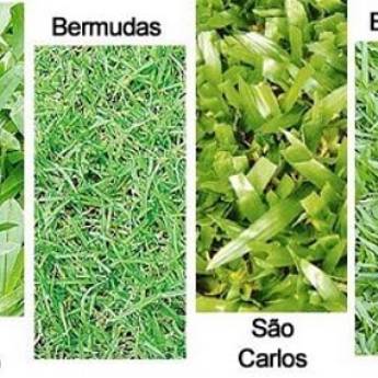 Comprar o produto de GRAMAS E INSUMOS  em Comércio em Assis, SP por Solutudo