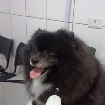 Comprar o produto de Laserterapia em Três Lagoas – Recuperação e Bem-Estar Pet em Clínicas Veterinárias em Três Lagoas, MS por Solutudo