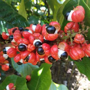 Comprar o produto de Brazilian Botanical Ingredients em A Classificar em San Diego, CA por Solutudo