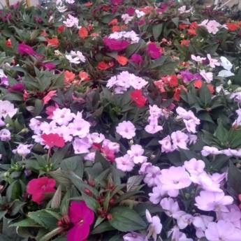 Comprar o produto de Impatiens em A Classificar em Botucatu, SP por Solutudo