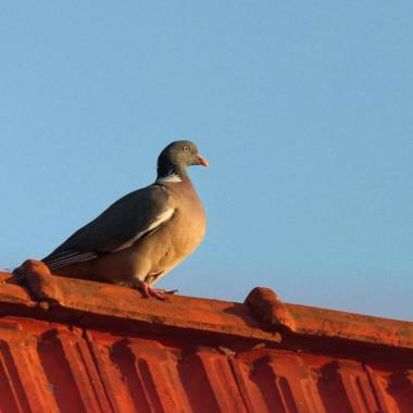 Repelência a Pombos e Morcegos