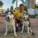 Adestramento para cachorro em Praia Grande, SP por Forte dos Pets Praia Grande
