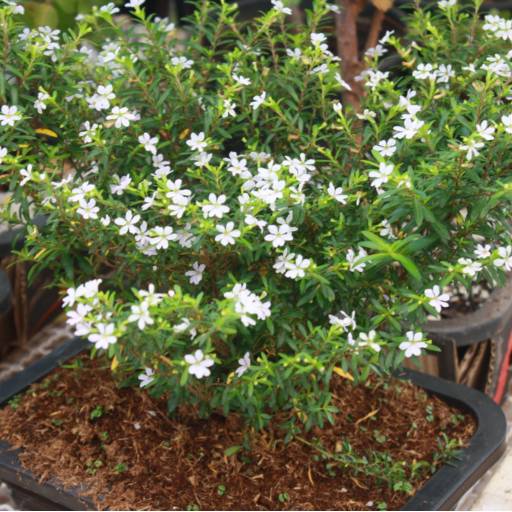 Erica por Botucatu Garden