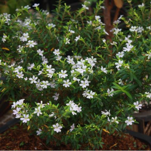 Erica por Botucatu Garden