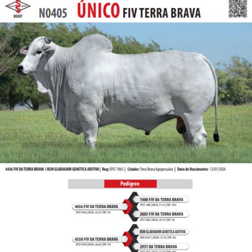Touro Nelore Único FIV Terra Brava (N0405)