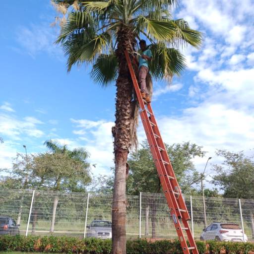 Podas Profissionais – Souza Jardinagem em Santa Cruz do Rio Pardo