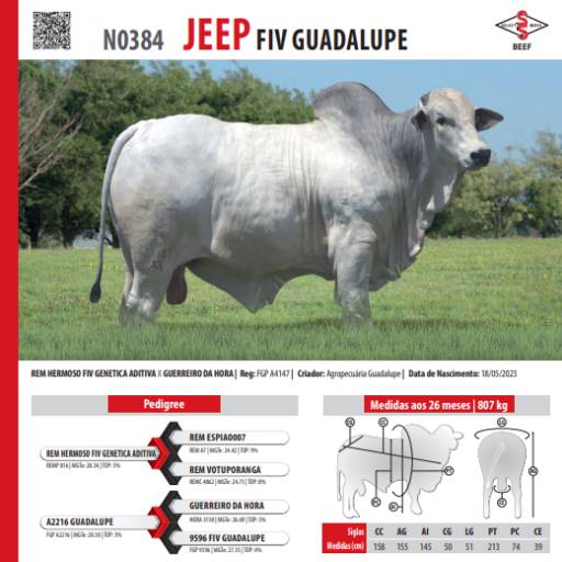 Touro Nelore Jeep FIV Guadalupe (N0384)