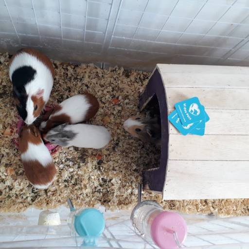 Pet Sitter - Babá de Animais por Vi dos Pets