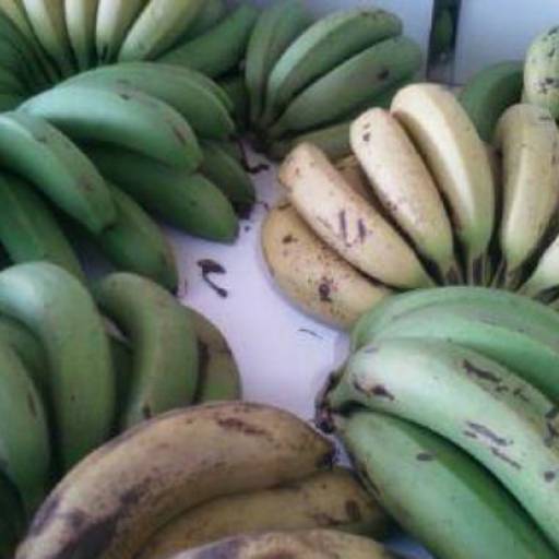 Bananas orgânicas por Fort Vida Mundo dos Orgânicos