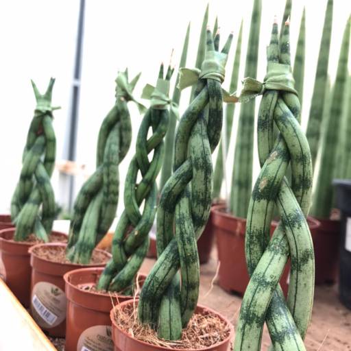 Sanseviera mix em Botucatu, SP por Botucatu Garden