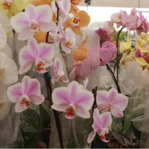 Orquídeas  por Botucatu Garden