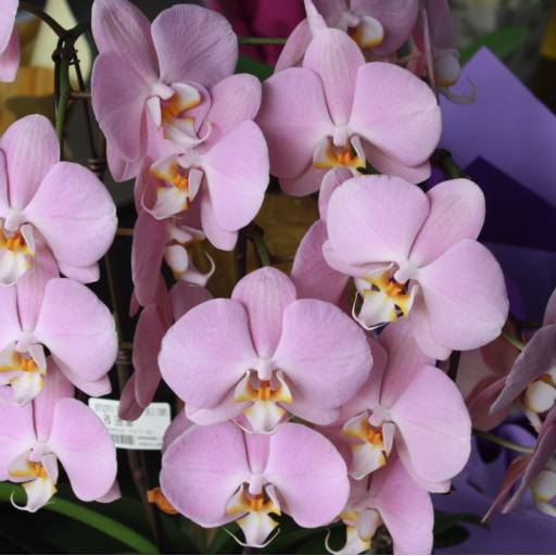 Orquídeas  por Botucatu Garden