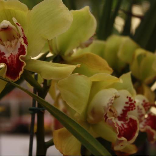 Orquídeas  por Botucatu Garden