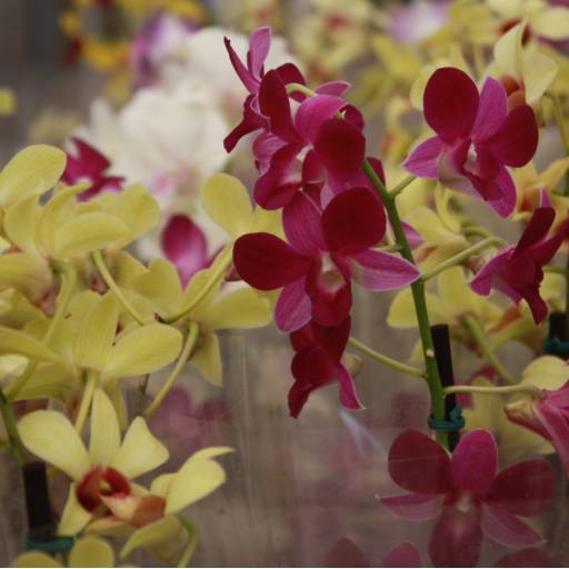 Orquídeas  por Botucatu Garden