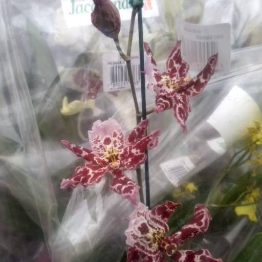 Orquídeas  por Botucatu Garden