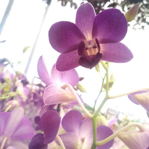 Orquídeas  por Botucatu Garden