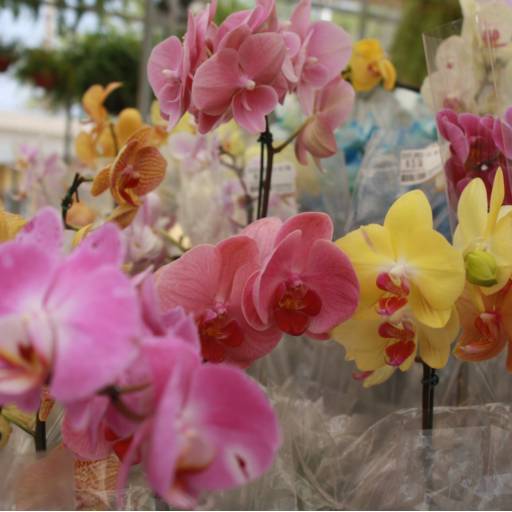 Orquídeas  por Botucatu Garden