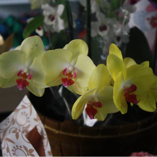 Orquídeas  por Botucatu Garden