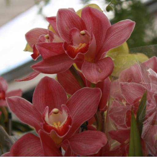 Orquídeas  por Botucatu Garden